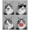 Katzen Norwegische Waldkatze Katze