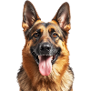 Deutscher Schäferhund – glückliches Porträt