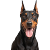 Dobermann-Hundeporträt