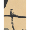 lemur2