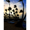 Palm