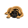 Offizielles Schlafshirt Germanischer Bärenhund