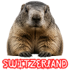 Schweizer Murmeltier