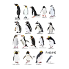 Pinguine