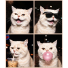 Katzen Perser Katze