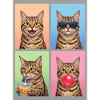 Katzen Pixie-Bob Katze