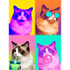Katzen Ragdoll Katze