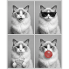 Katzen Perser Katze