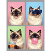 Katzen Ragdoll Katze