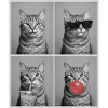Katzen Pixie-Bob Katze
