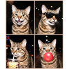 Katzen Pixie-Bob Katze