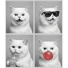 Katzen Perser Katze