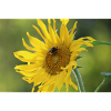Sonnenblumen mit Hummel