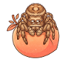 Pfirsich Springspinne Spinne