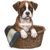 "Kleiner Boxer" - Welpe Boxer