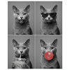 Katzen Russisch Blau Katze