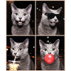 Katzen Russisch Blau Katze