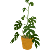 Monstera Deliciosa