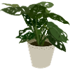 Monstera Monkey Leaf