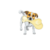 Verspielter Jack Russell