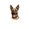Glücklicher belgischer Malinois