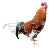 Hahn