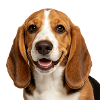Glücklicher Basset-Hund