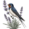 Barn Swallow auf Lavendel