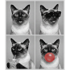 Katzen Siam Katze