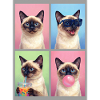 Katzen Siam Katze