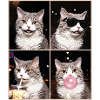 Katzen Selkirk Rex Katze