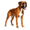 Happy Boxer Profil