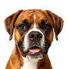Boxer Face Dog