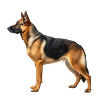Deutscher Schäferhund