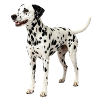 Dalmatinerhund