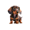 Schlafshirt Dackel Haare