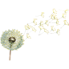 Pusteblumen Magie 