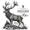 Hirsch 