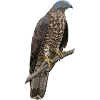 Wespenbussard Pernis Apivorus