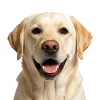 Glücklicher beige Labradorhund