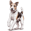 "Kleiner Fox" - Welpe Foxterrier