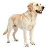 Beige Labrador im Profil