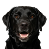 Schwarzer Labrador-Hundefront