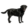 Schwarzer Labrador im Profil