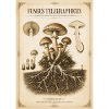 Fungus Telegraphicus – Viktorianische Pilzstudie