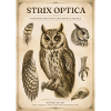 Strix Optica – Viktorianische Eule