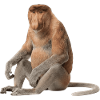 Nasenaffe