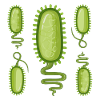 Grüne Bakterien-Silhouetten-Design