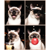 Katzen Siam Katze