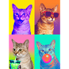 Katzen Singapura Katze